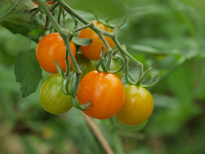 2015.8.30tomato.jpg
