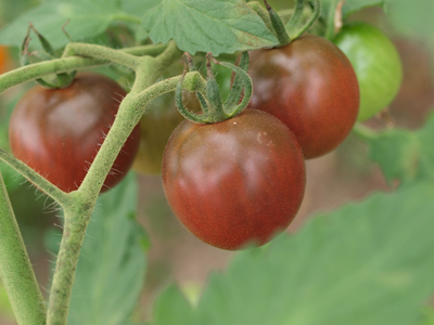 2015.8.30tomato2.jpg