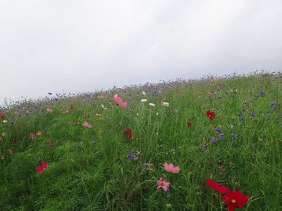 2015.8.5deresu2.jpg