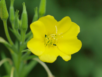 2015.9.3matuyou2.jpg