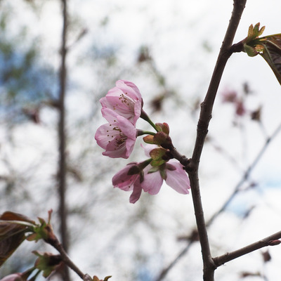 2019.5.8sakura2.jpg
