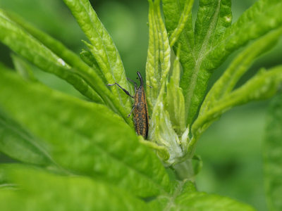 ainokatsuo02.jpg
