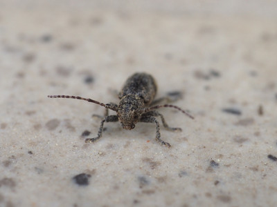 atojirosabikamikiri210529.jpg