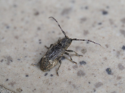 atojirosabikamikiri2105292.jpg