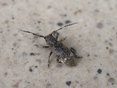 atojirosabikamikiri2105293.jpg