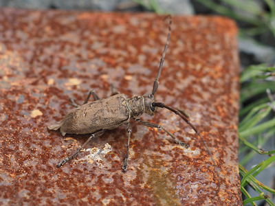 biroudokamikiri1509-2.jpg