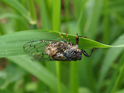 ezoharuzemi110612.jpg