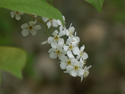 ezonouwamizuzakura05191.jpg