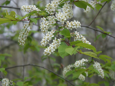 ezonouwamizuzakura05192.jpg