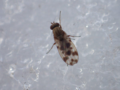 hanabae200309.jpg