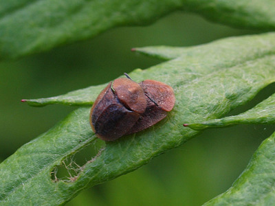 himejingasa110626.jpg