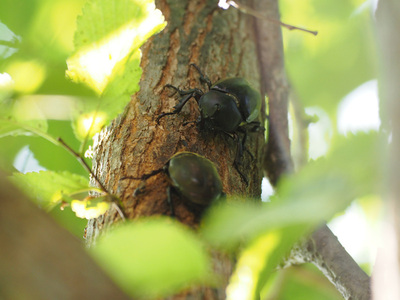 kabuto-p-1908.jpg