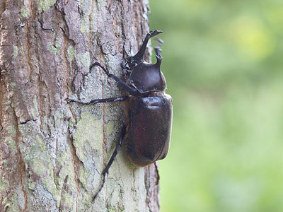 kabuto110822.jpg