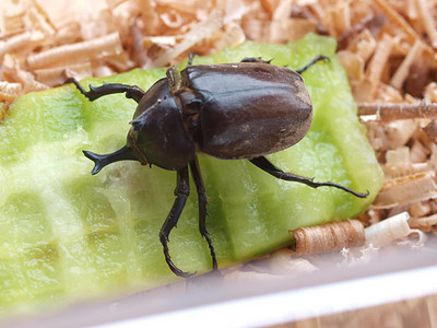 kabuto110825.jpg