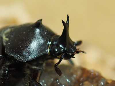 kabutomushi1609-2.jpg