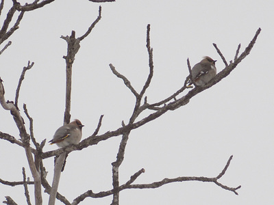kirenjaku140201-2.jpg