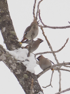 kirenjaku140201-3.jpg