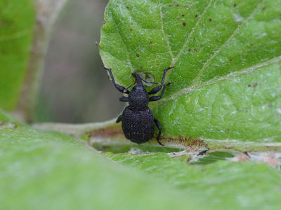 kuroanaakizoumushi2106031.jpg