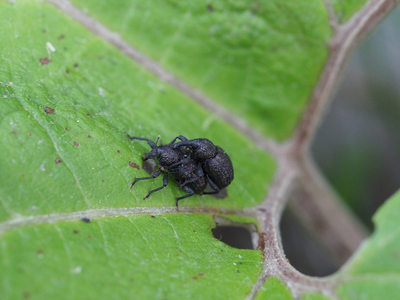 kuroanaakizoumushi2106033.jpg