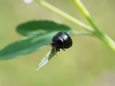 kuromarukame2107251.jpg