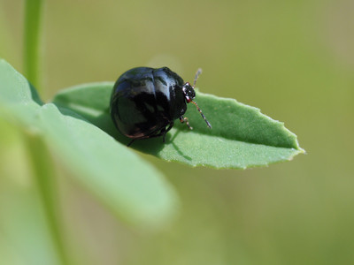 kuromarukame2107252.jpg