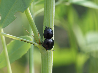 kuromarukame2107253.jpg