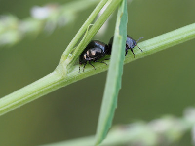 kuromarukame2107254.jpg
