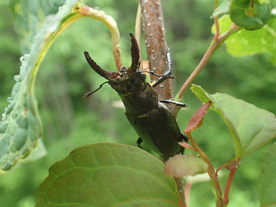 miyamakuwagata1506.jpg