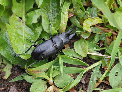 nokogiri-mini1708.jpg