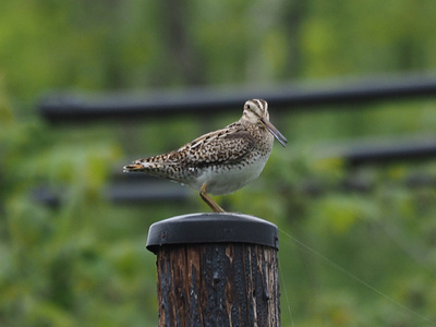 oojishigi0506-2.jpg