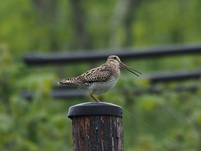 oojishigi0506-3.jpg