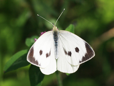 oomonshiro03.jpg