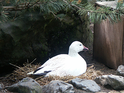 snowgoose0906.jpg