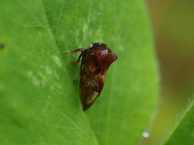 tobiirotsunozemi110614.jpg