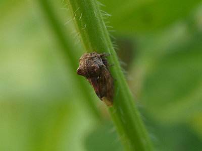 tobiirotsunozemi120628-1.jpg
