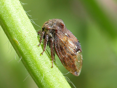 tobiirotsunozemi120628-2.jpg