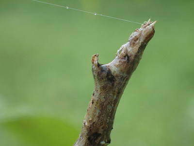 tobimonooedashaku1506-2.jpg