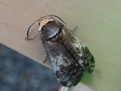 uwabaQ1206.jpg